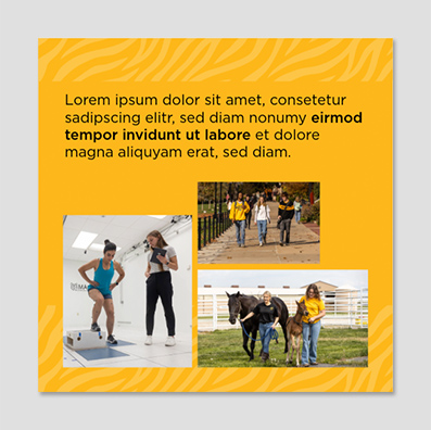 Body copy with three photo grid and gold tiger stripes.